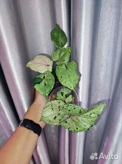 Филодендроны, сингониумы, эпипремнум