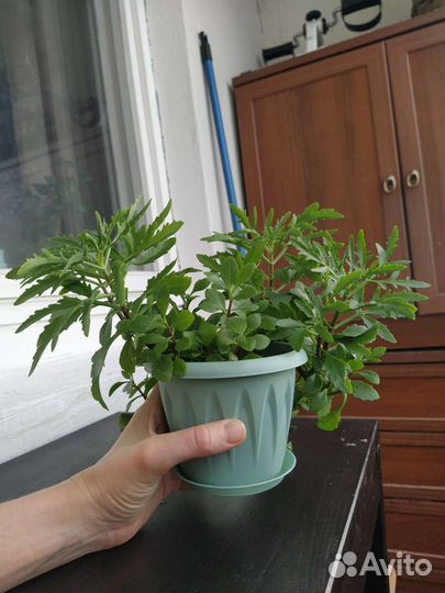 Каланхоэ оленьи рожки