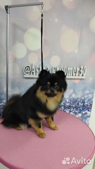 Стрижка кошек и собак