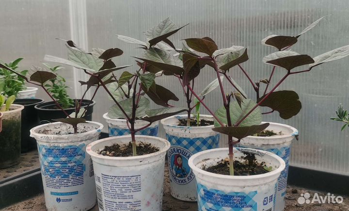 Фасоль декоративная