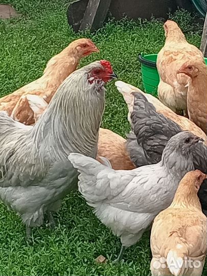 Петушки породы Амераукан, Лакендази, Минимясная