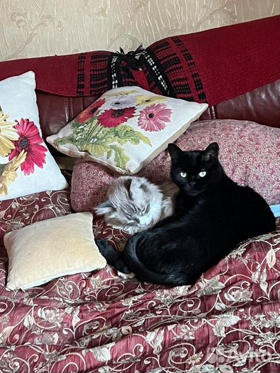 Бомбейская кошка в дар