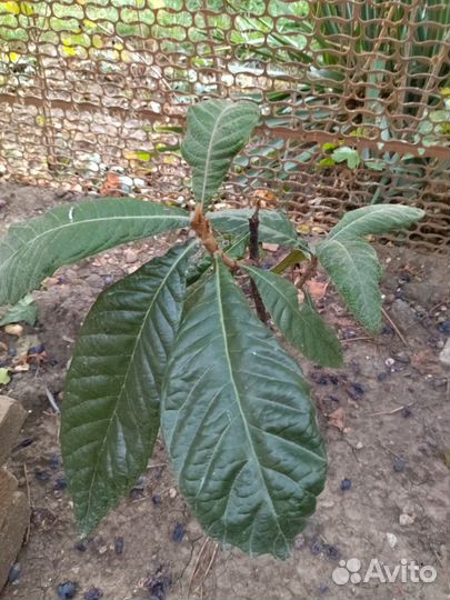 Мушмула японская