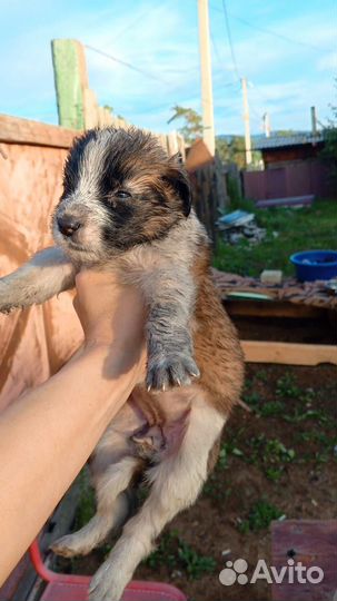Домашние животные собаки щенки