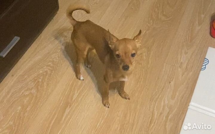 Вязка той-терьер девочка