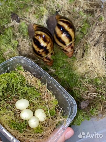 Улитки разные