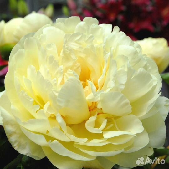 Пион Лимон Шифон корневище 3-5 почек