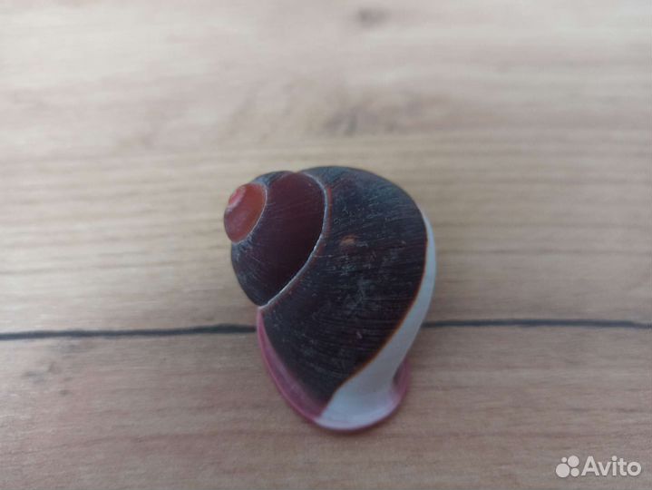 Морская раковина