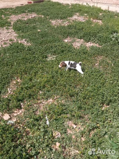 Русская пегая гончая