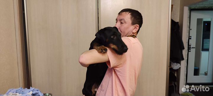 Вязка ягдтерьера