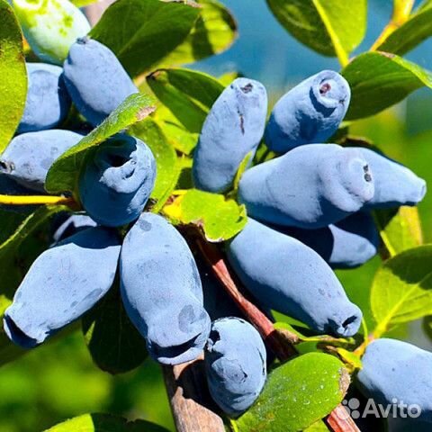 Саженцы сладкоплодной жимолости