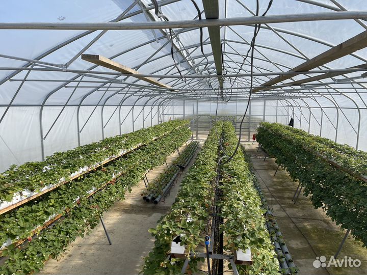 Промышленная теплица из поликарбоната 10х104 м²