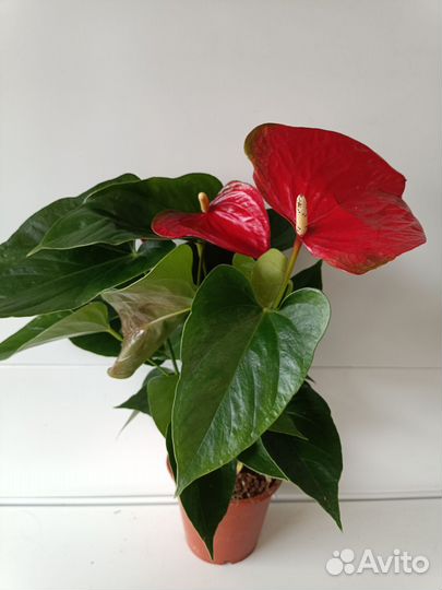 Антуриумы Коро, Эдисон