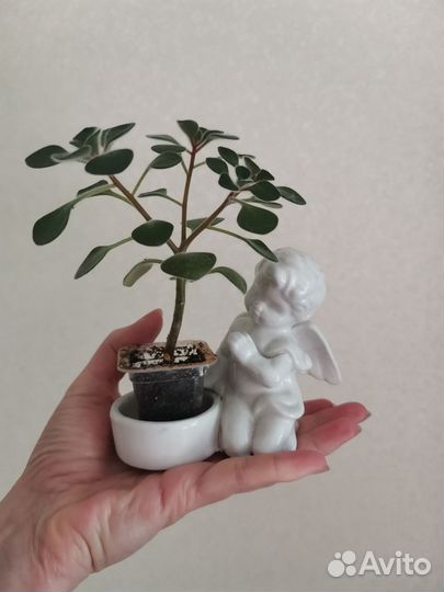 Неприхотливые комнатные растения