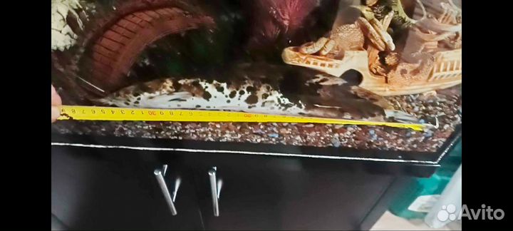 Аквариумные сомы