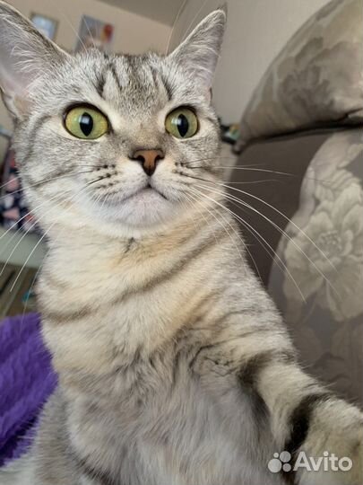 Британская