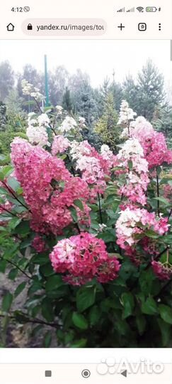 Гортензия метельчатая в ассортименте