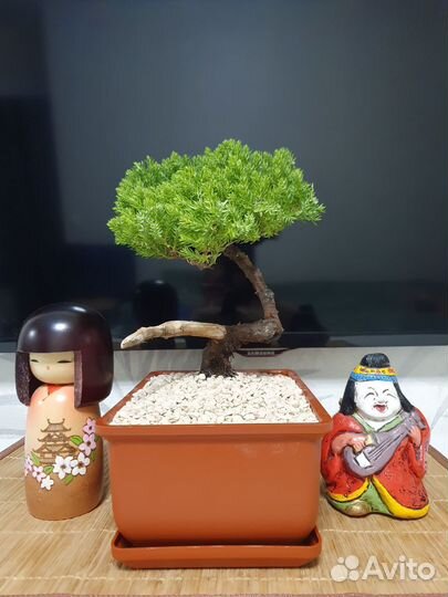 Бонсай из можжевельника