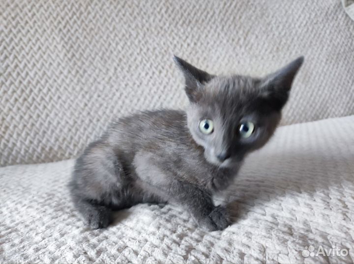 Котенок мальчик серый