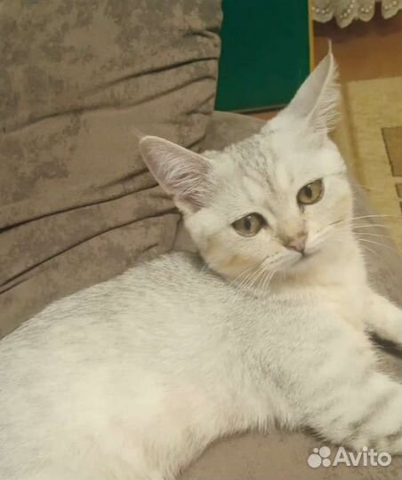 Британский кот