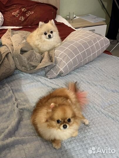 Отель для собак (Домашняя передержка )