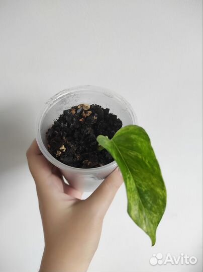 Эпипремнум марбл квин