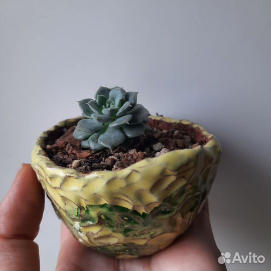 Суккуленты в горшке