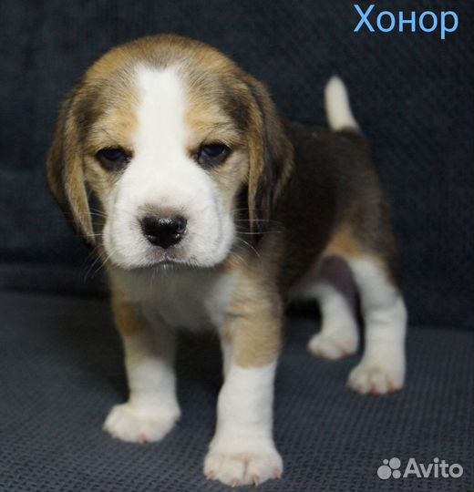 Бигль кобели