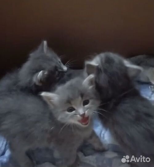 Котята 1 мес