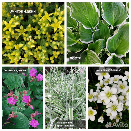 Многолетние цветы