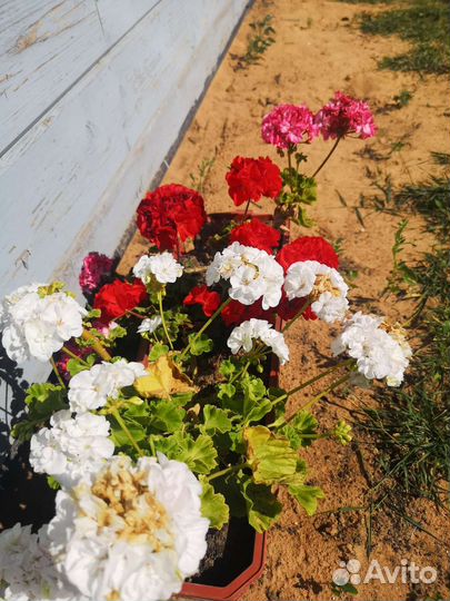 Пеларгония герань