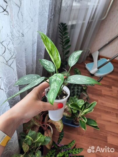 Аглаонема Мария