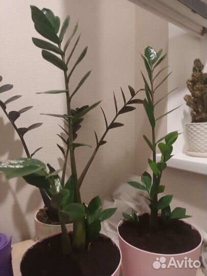 Замиокулькас