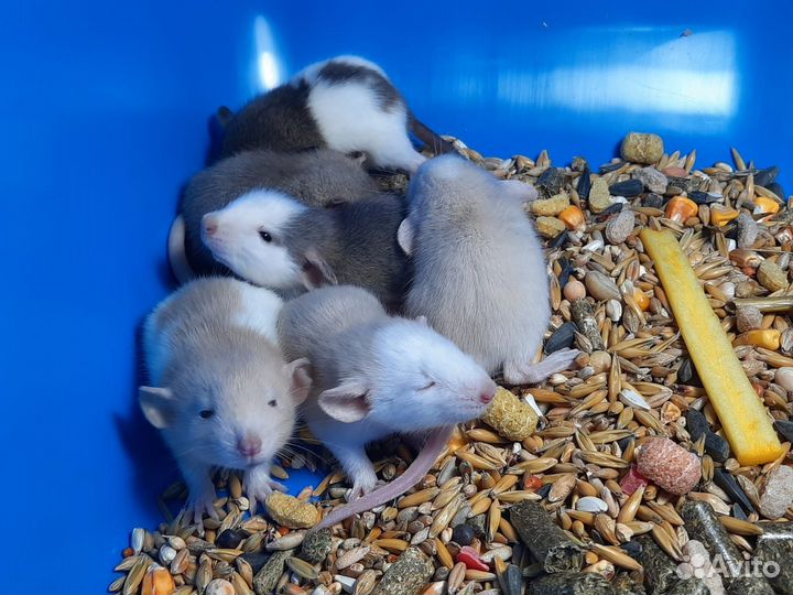 Крысы Dumbo. Крысята Дамбо. Питомник