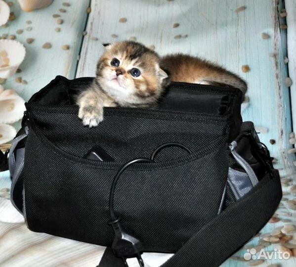 Черное золото кошечка и котик