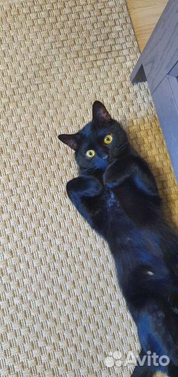 Черный кот