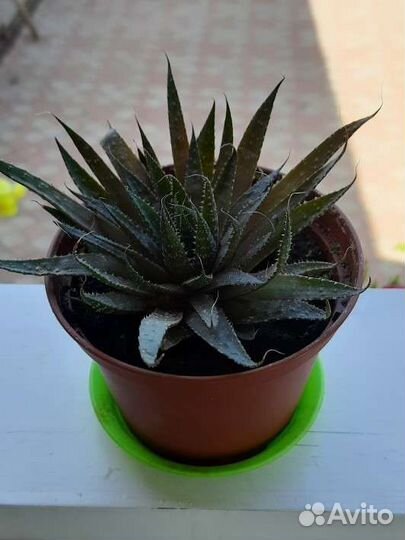 Алоэ остистое