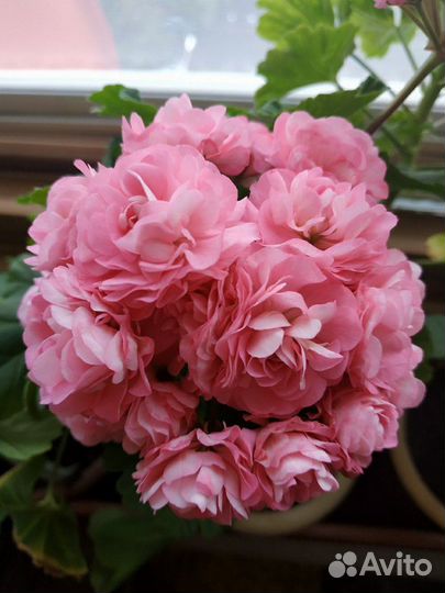 Пеларгония Мормор и другие домашние цветы