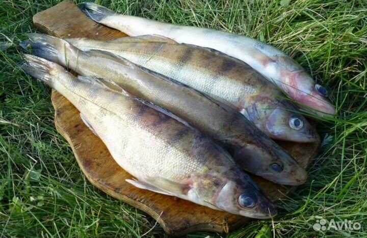 Рыба свежемороженая.Судак,сазан,щука,карась,сом