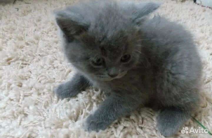 Котята ищут дом