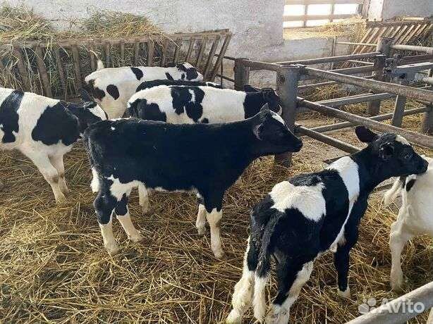 Быки на племя и откорм