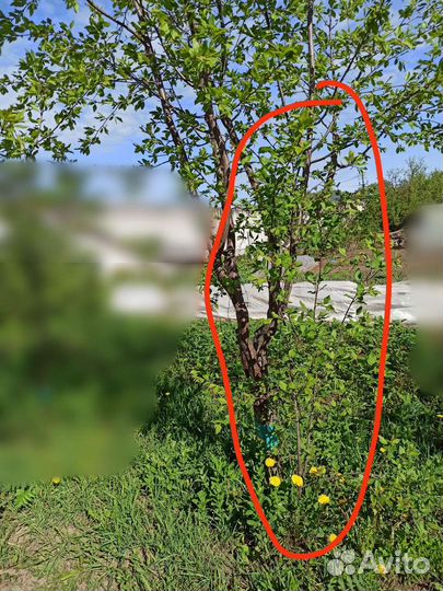 Слива саженец