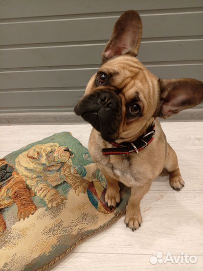 Метис французского бульдога