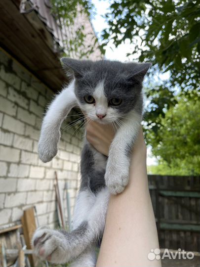 Котенок в добрые руки