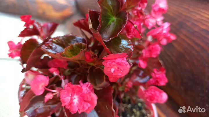 Бегония, укоренённые черенки