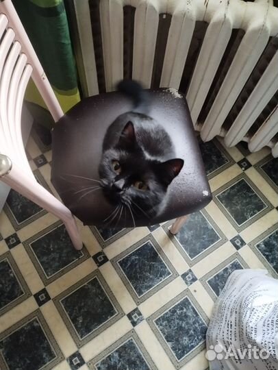 Кошечки