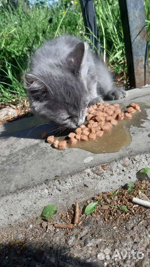 Котёнок мальчик