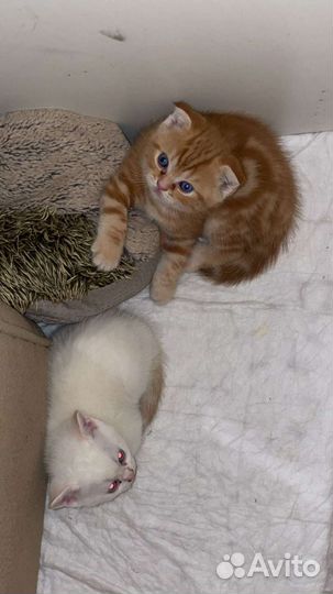 Шотландские вислоухие котята