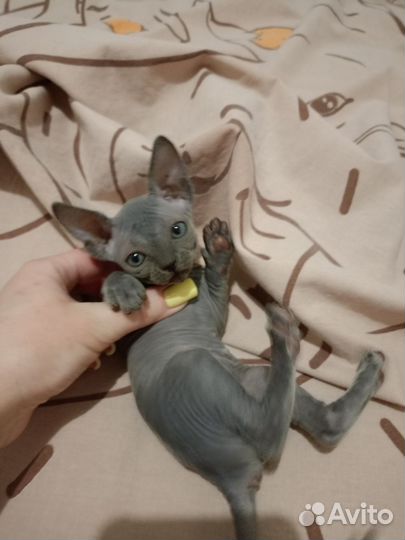 Канадский сфинкс котенок