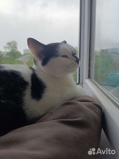 Котенок девочка красивая